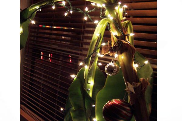 christmas-tree-banana di India (cammy-marketing.s3.amazonaws.com)1