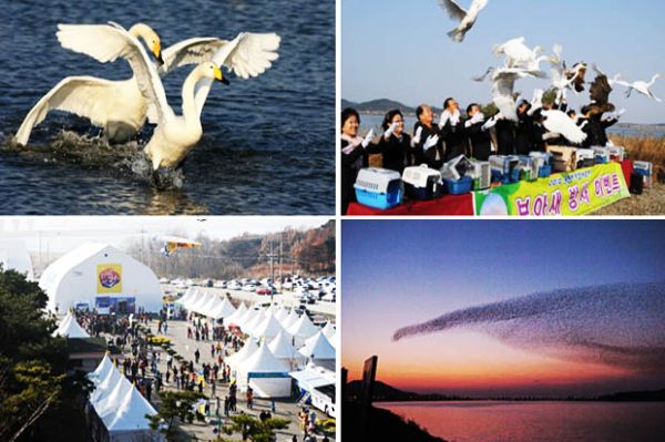 Festival Gunsan Internasional Migratory Bird Festival