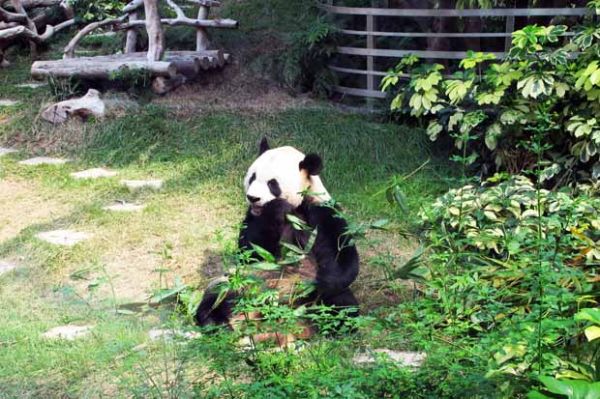 Macau Giant Panda Pavillion