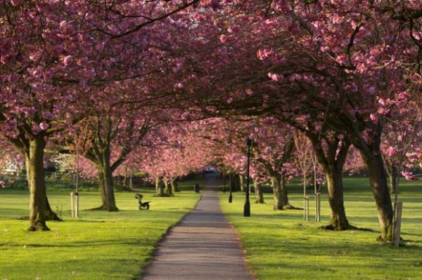 5 Tempat Terbaik untuk Melihat Sakura Selain di Jepang