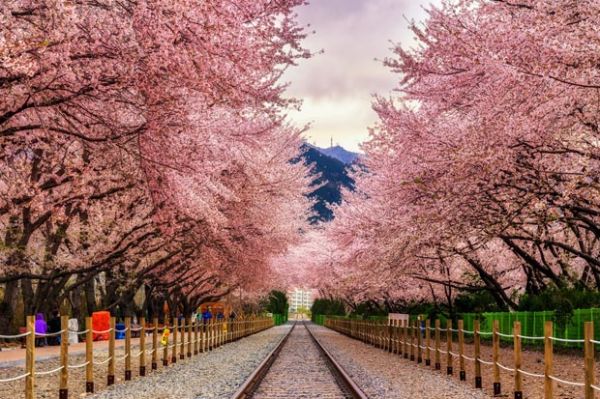 5 Tempat Terbaik untuk Melihat Sakura Selain di Jepang