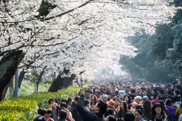 5 Tempat Terbaik untuk Melihat Sakura Selain di Jepang