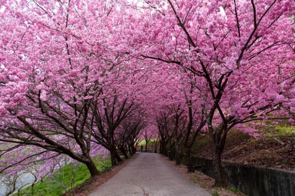 5 Tempat Terbaik untuk Melihat Sakura Selain di Jepang