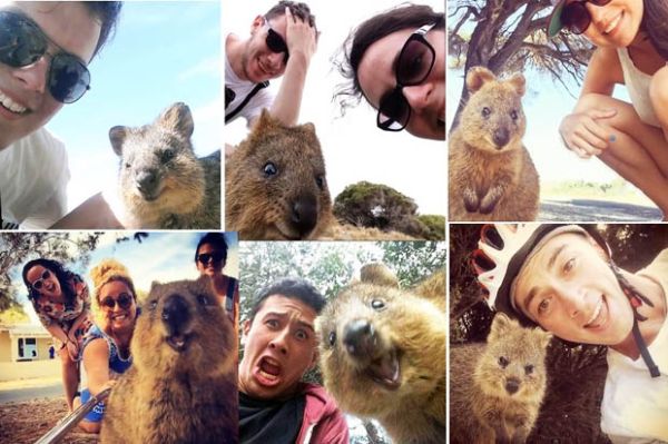 selfie with quokka (lavenircdn.net)