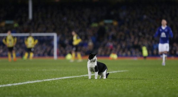 Kucing Penyusup di Laga Everton vs Dagenham & Redbridge