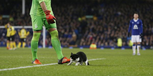 Kucing Penyusup di Laga Everton vs Dagenham & Redbridge