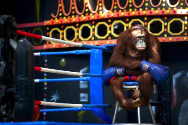 Tinju Orangutan di Thailand Dikecam Aktivis Dunia