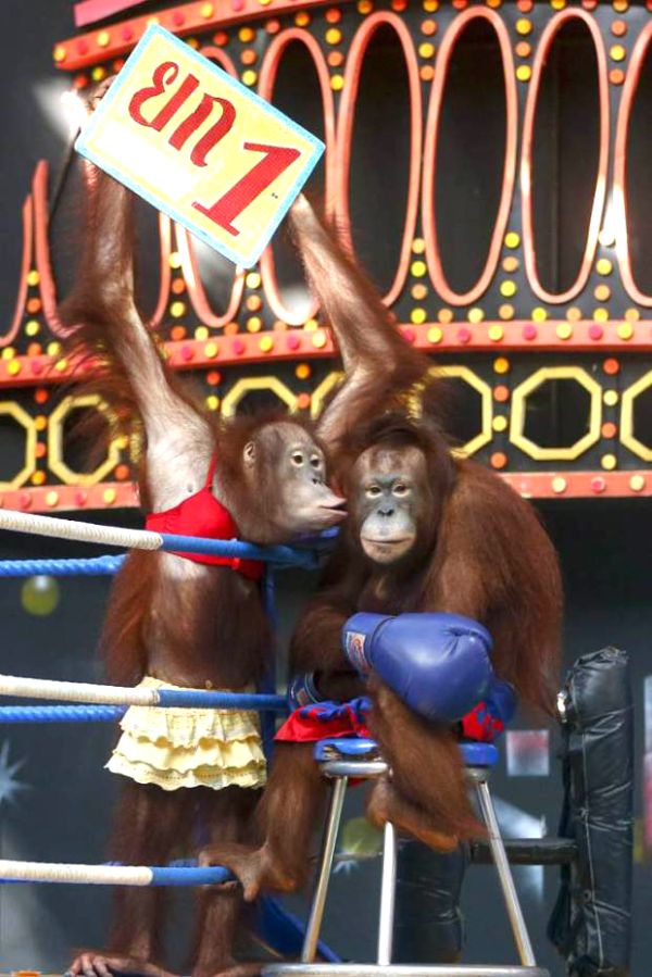 Tinju Orangutan di Thailand Dikecam Aktivis Dunia