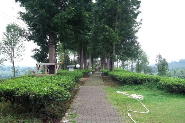 6 Tempat Wisata Seru di Puncak yang Belum Populer