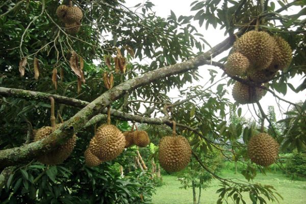 6 Tempat Wisata Seru di Puncak yang Belum Populer