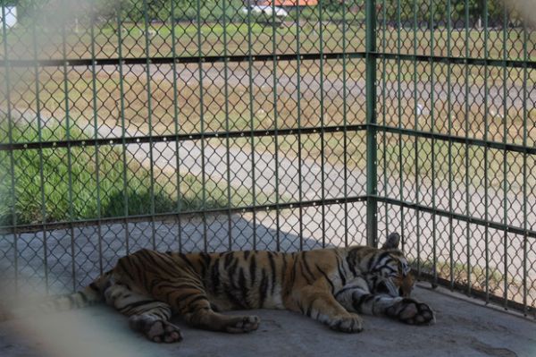 Ponpes Metal, Dipimpin Kiai Nyentrik Penakluk Harimau (Bagian 1)