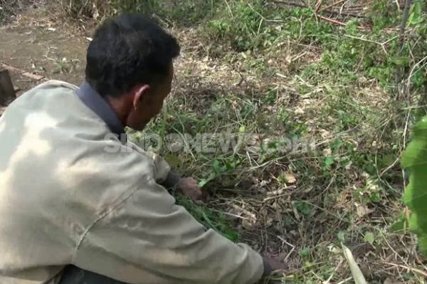 Makam Sekretaris Dirut XL di TPU Cibunar Nyaris Hilang