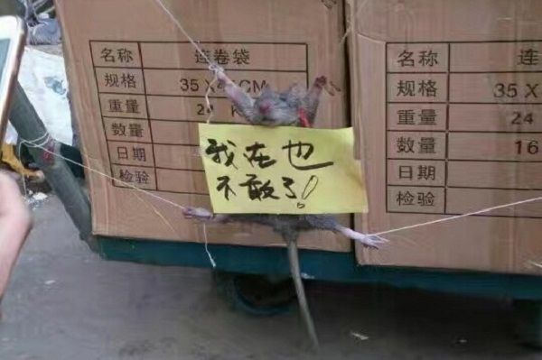 Tikus Nangkring di Roti Mal, Waralaba Bakery Malaysia Minta Maaf