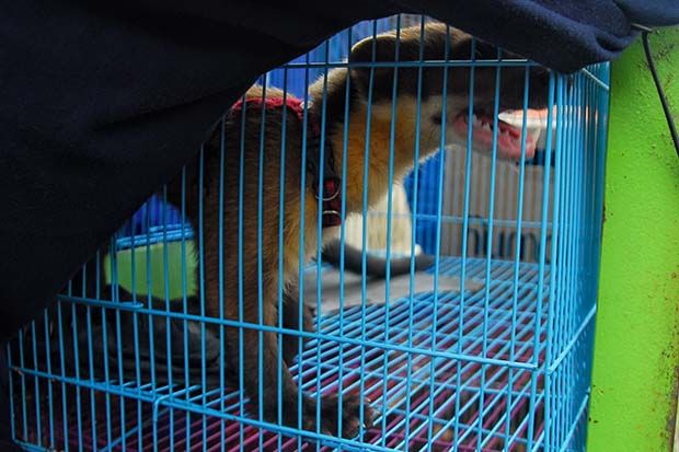 Petugas Amankan Lima Harimau Dahan dan Puluhan Satwa Langka