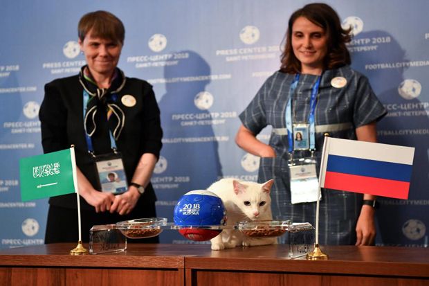 Kucing Peramal Achilles Sudah Tahu Pemenang di Laga Pembuka