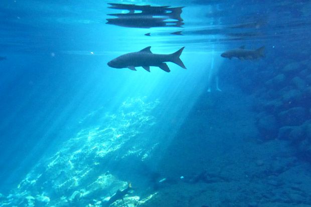 Sensasi Berenang Bersama Ikan Raksasa di Pemandian Raja Hayam Wuruk