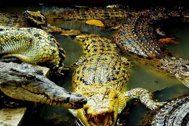 5 Tempat Wisata Medan yang Asyik untuk Jalan-jalan Bareng Keluarga