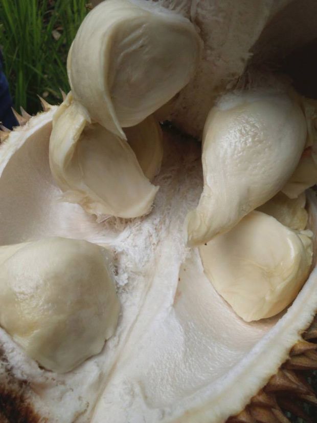 Nikmati Legitnya Durian Pasuruan dalam Festival Durian Kakap
