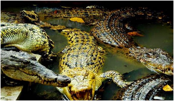 Wisata Kuliner di Medan yang Wajib Kamu Coba Saat Libur Lebaran