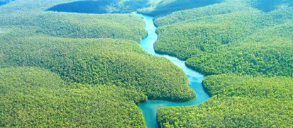 Hutan Paling Indah Nan Misterius di Dunia, Berani ke Sana?