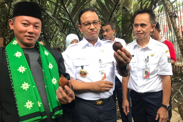 Anies Panen Duku dan Salak dari Pohon Berusia Tua di Condet