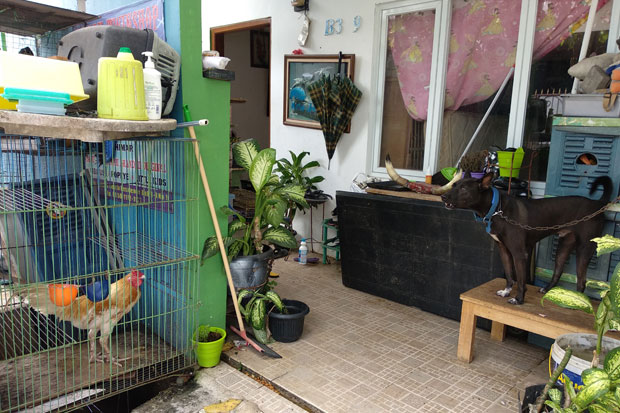 Hobi, Wanita Muslim Bercadar Ini Pelihara 10 Ekor Anjing di Rumah