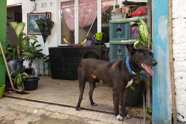 Hobi, Wanita Muslim Bercadar Ini Pelihara 10 Ekor Anjing di Rumah