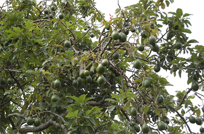 10 Jenis Pohon Buah yang Cocok Ditanam di Pekarangan