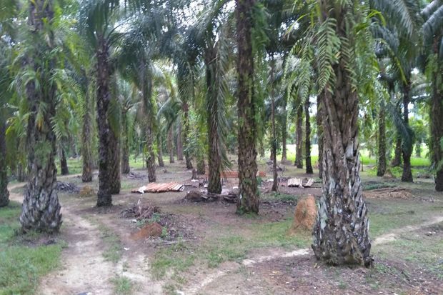 Selundupkan Narkoba, BNN Sita Aset Anggota DPRD Langkat