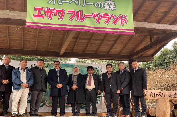 Blueberry Organik Kisarazu Siap Dibudidayakan di Indonesia