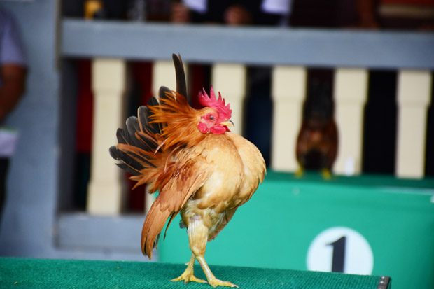 Begini Jadinya saat Ayam Unjuk Kecantikan di Atas Catwalk