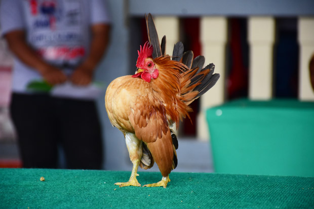 Begini Jadinya saat Ayam Unjuk Kecantikan di Atas Catwalk