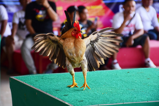 Begini Jadinya saat Ayam Unjuk Kecantikan di Atas Catwalk