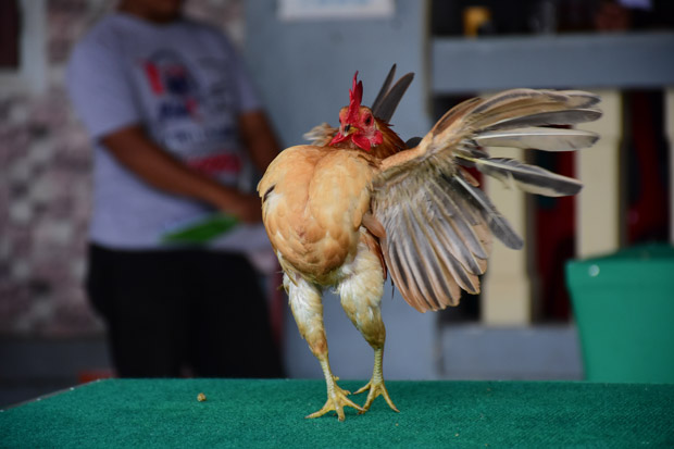 Begini Jadinya saat Ayam Unjuk Kecantikan di Atas Catwalk