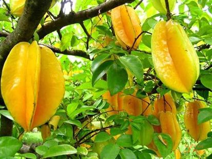 10 Jenis Pohon Buah yang Cocok Ditanam di Pekarangan