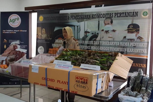 Karantina Bandara Soetta Bakar Benih Lada dan Jahe Berbahaya India
