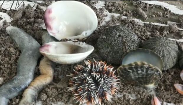 Ini Dampak Akibat Tumpahnya 400 Ton Minyak Sawit di Buton Selatan