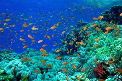 Terumbu Karang Terindah di Dunia, Raja Ampat Urutan Pertama