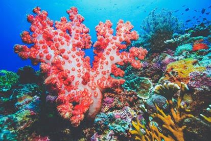 Terumbu Karang Terindah di Dunia, Raja Ampat Urutan Pertama