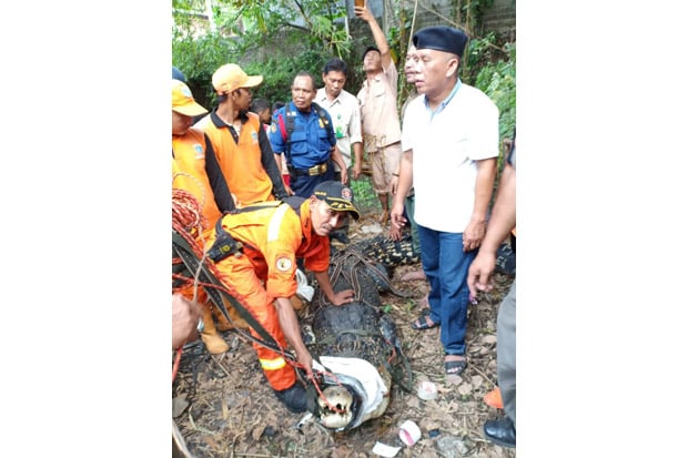 Damkar Jaktim Evakuasi Buaya Sepanjang 4,5 Meter di Cipayung