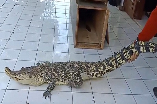 Kukang Jawa, Buaya Muara, 2 Kucing Hutan Diselamatkan BKSDA