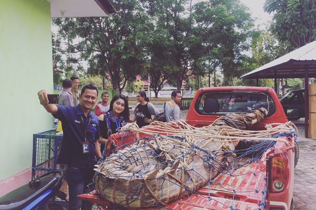 Heboh Buaya Raksasa Banyak Warga Datangi Kantor BKSDA untuk Berswafoto