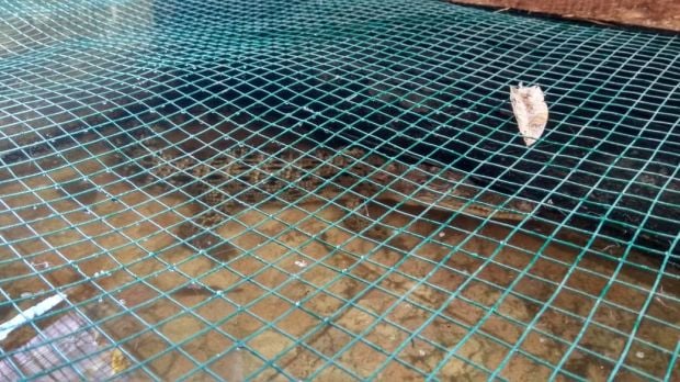 Buaya Muara dan Python Diamankan dari Perumahan GKR Blitar