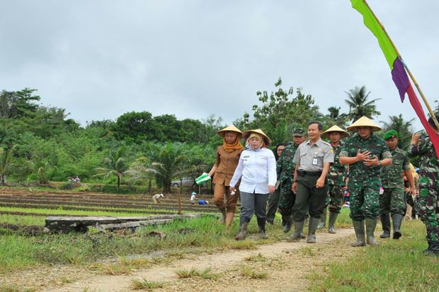 Bupati Kobar dan TNI Tanam Padi di Desa Berambai Makmur