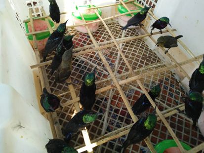 Ribuan Burung Gelatik dan Holibri Hasil Sitaan Dilepas ke Hutan