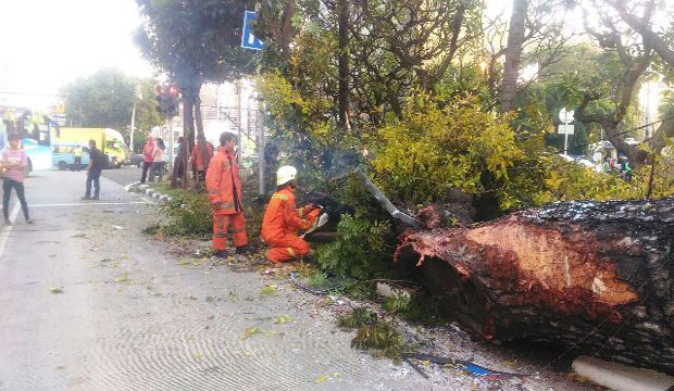 Tertimpa Pohon Besar, Bus Transjakarta Ringsek