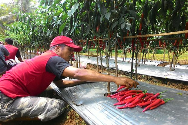 Warga Binaan Lapas Ciamis Panen Cabai Merah