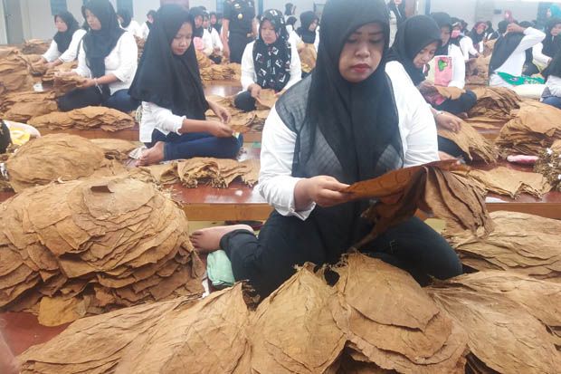 Aroma Wangi Cerutu Jember yang Melegenda