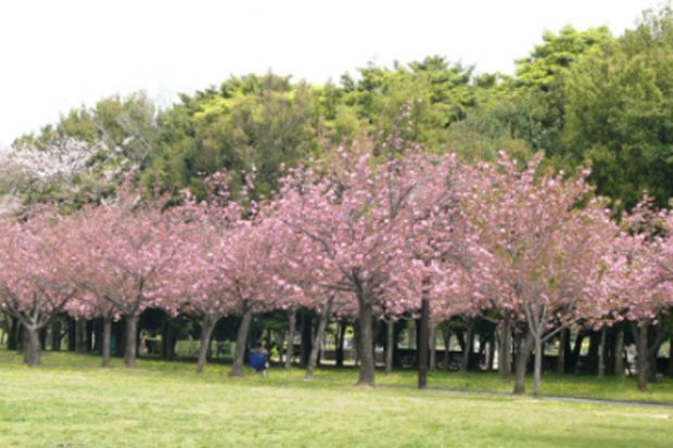 10 Taman Bunga Terindah di Indonesia