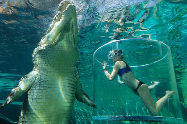 Test Your Adrenaline in 16 Foot Crocodile Tourist Attraction